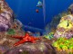 3D Ocean Fish screensaver 2.3