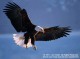 American Bald Eagles 1.3