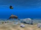 Dolphin Aqua Life 3D Scrensaver 2.85 Screenshot